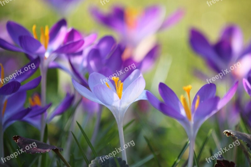 Crocus Flower Spring Purple Blossom