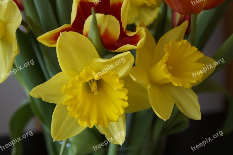 Osterglocken Spring Bouquet Spring Signs Of Spring Bouquet