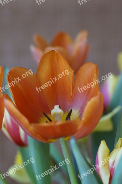 Tulip Spring Spring Bouquet Bouquet Tulips