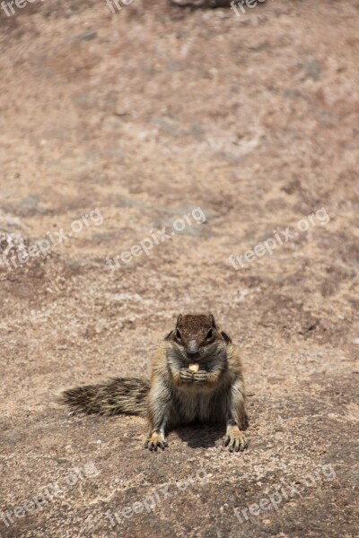 Chipmunk Frontal Nager Rodent Squirrel