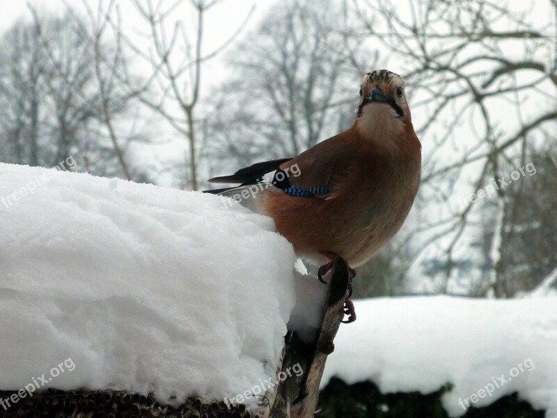 Jay Songbird Perching Birds Corvidae Bird