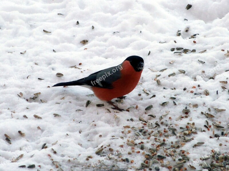 Bullfinch Gimpel Bird Blood Fink Songbird