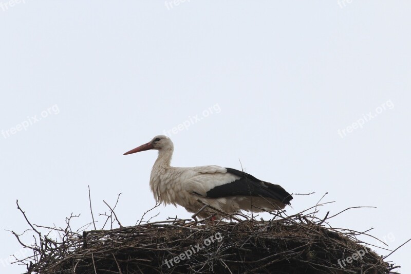 Stork Storchennest Nest Bird Animal