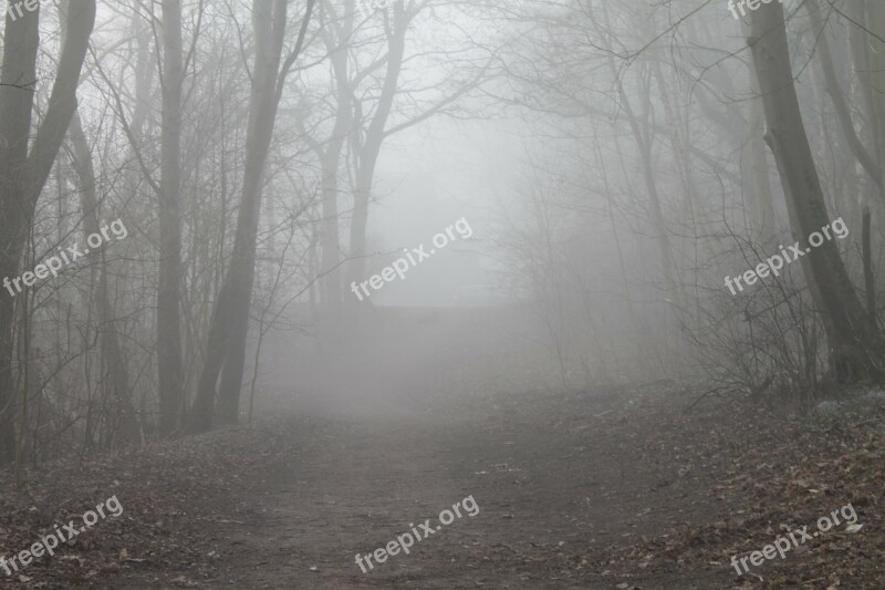 Forest Path Fog Trees Landscape Lane