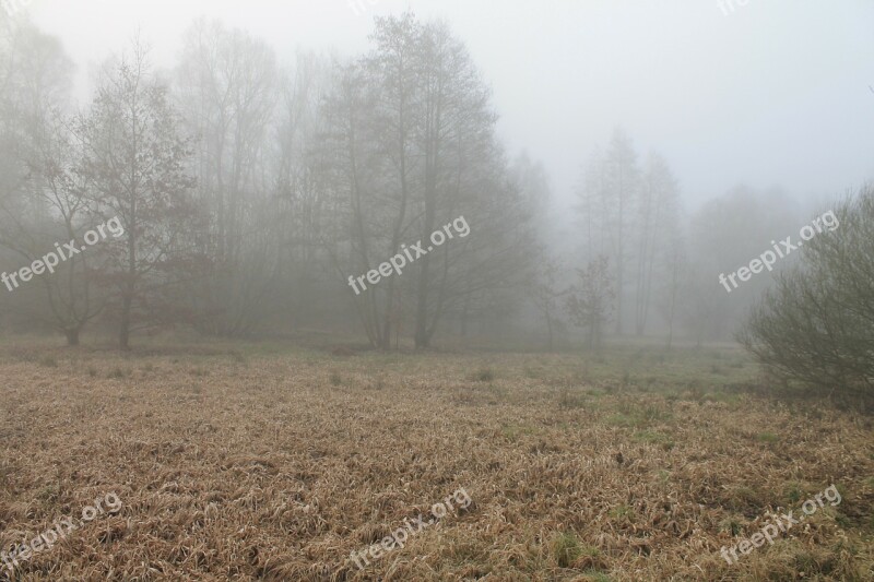 Forest Fog Foggy Haze Herbsnebel