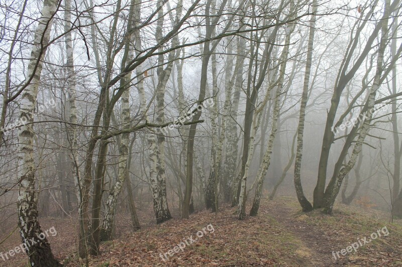 Forest Birch Fog Nature Birch Forest