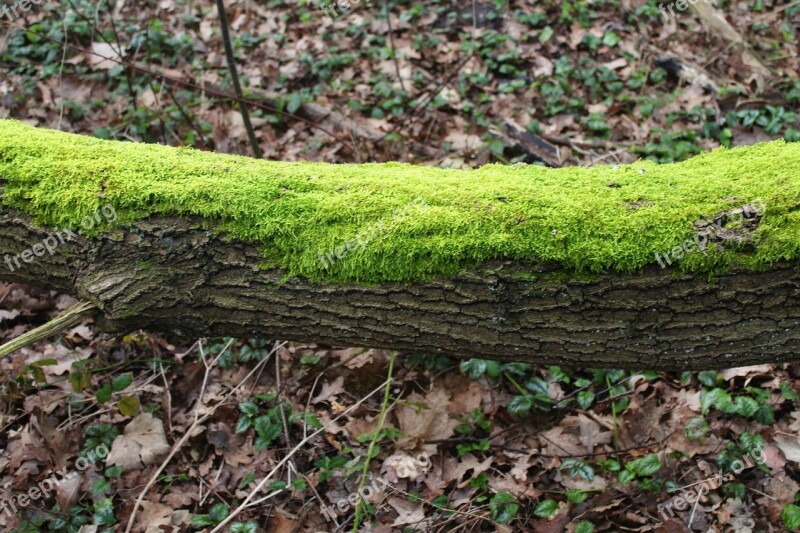 Moss Tree Green Forest Nature