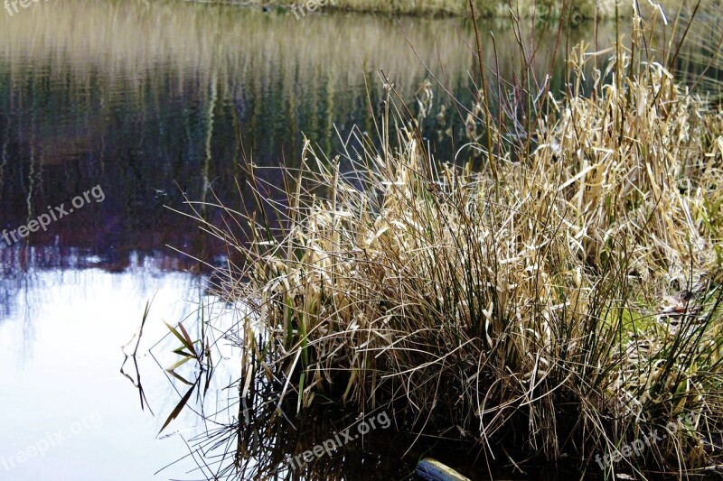 Lake Reed Bank Water Idyll