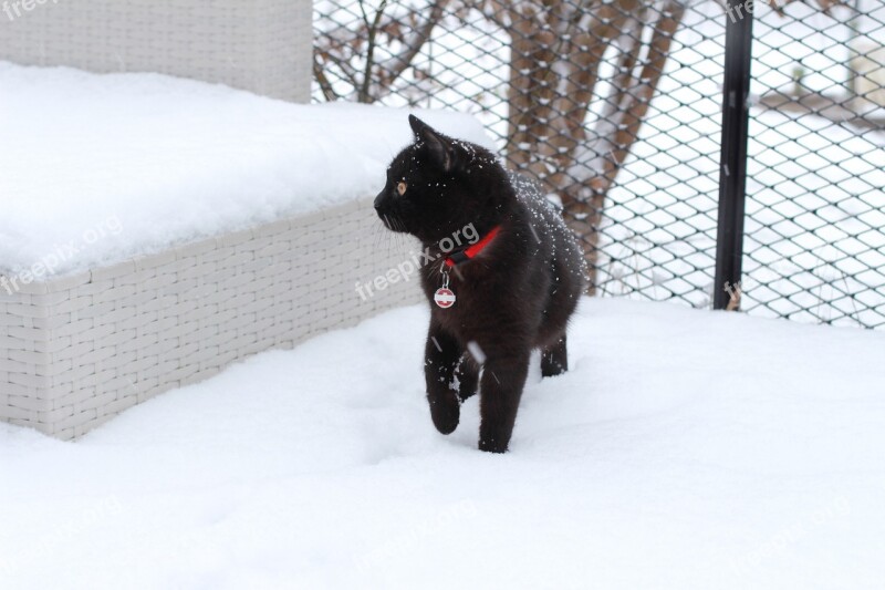 Cat Snow Domestic Cat Animal Mieze