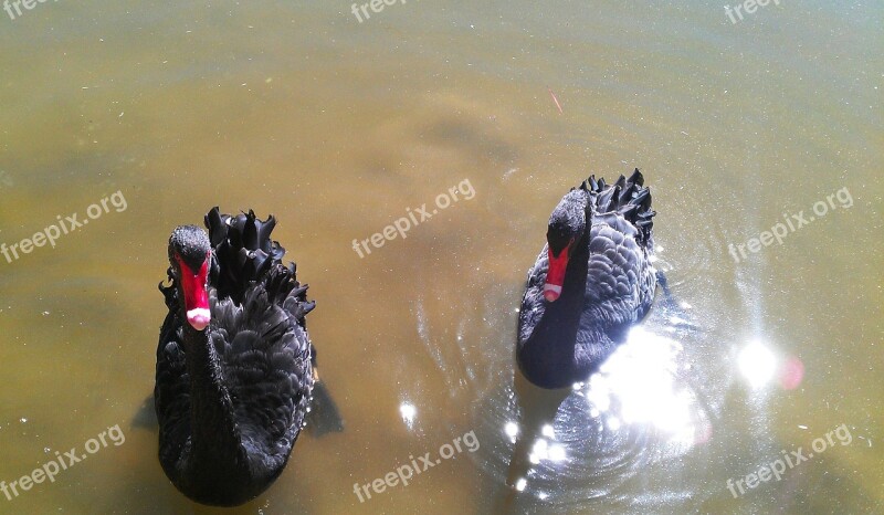 Black Swan Animal Water Bird Bird Free Photos