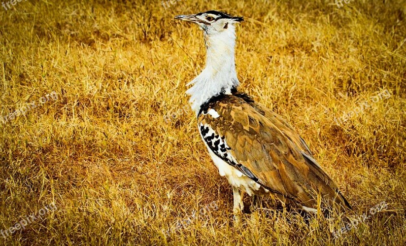 Kori Bustard Africa Tanzania Safari Serengeti National Park