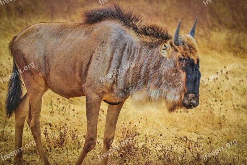 Wildebeest Tanzania Africa Wildlife Serengeti