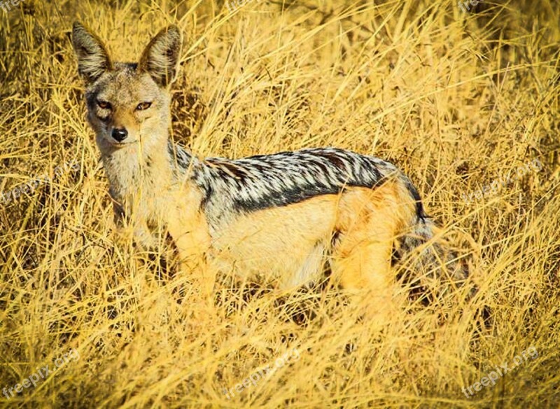 Tanzania Safari Serengeti Africa Animal