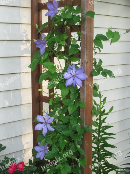 Clematis Vine Twiner Creeping Plant Creeper