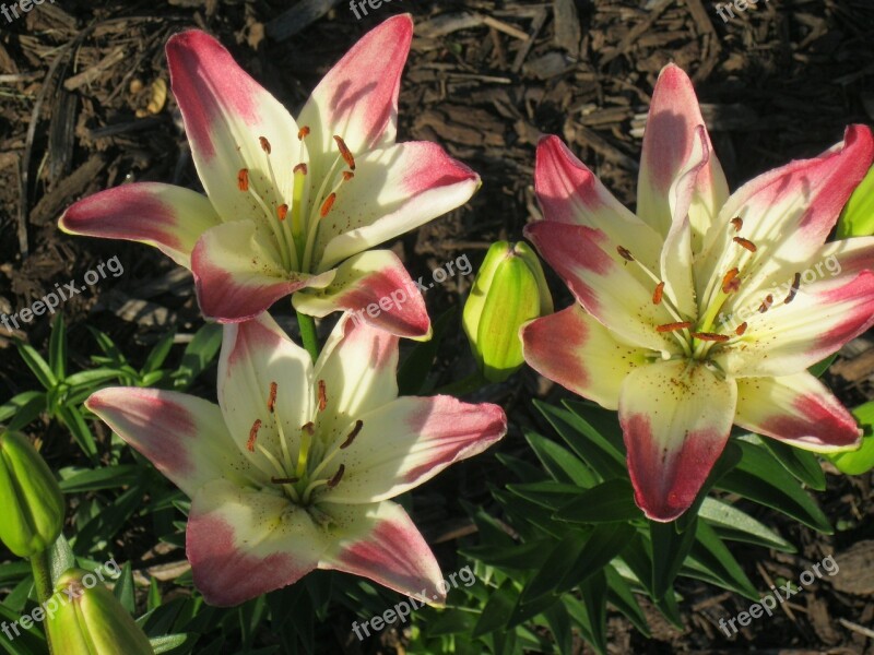 Lollypops Daylily Lilies Blossom Blooming