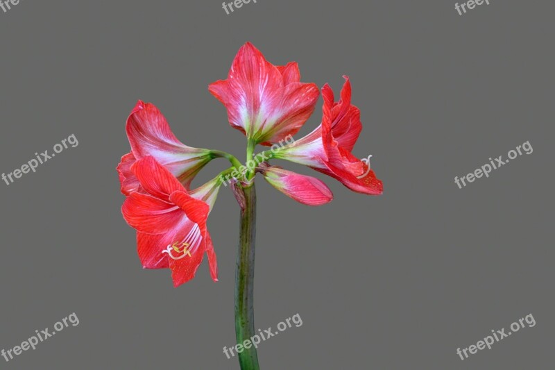 Flower Plant Red Blossom Bloom