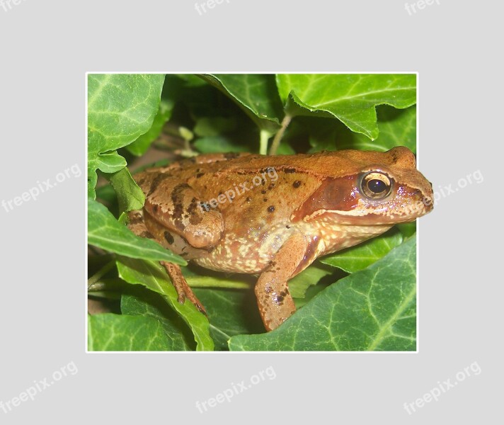 Frog Animal Amphibians Toad Close Up