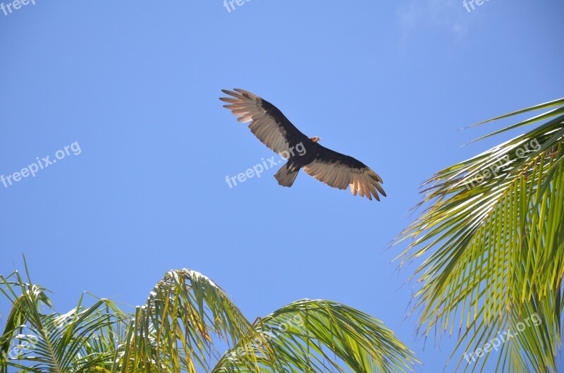 Bird Sky Blue Ave Free Photos