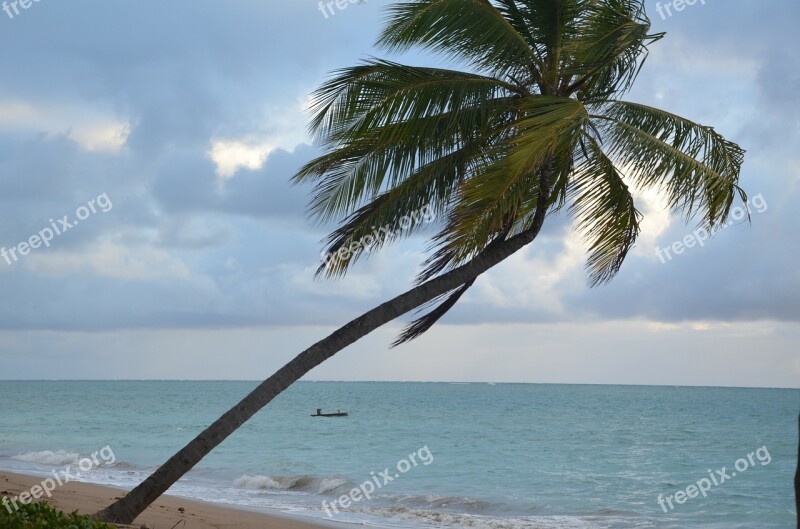 Beach Blue Water Palm Tree Free Photos