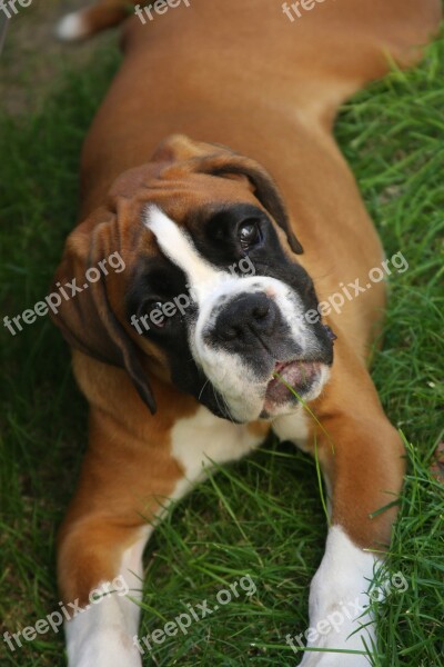 Boxer Dog Bella Free Photos