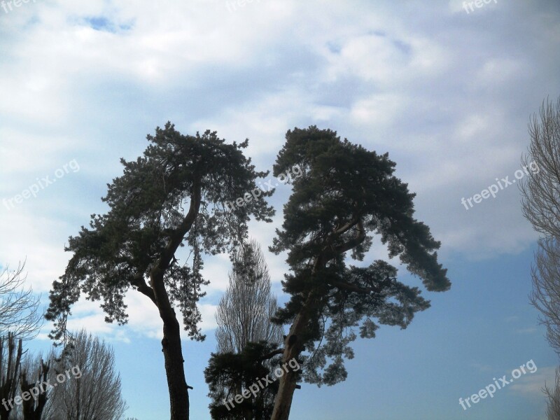 Pine Canopy Sky Clouds Free Photos