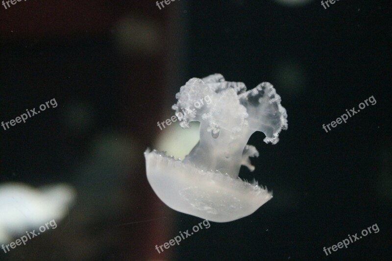 Jellyfish Jelly Fish Aquarium Ocean