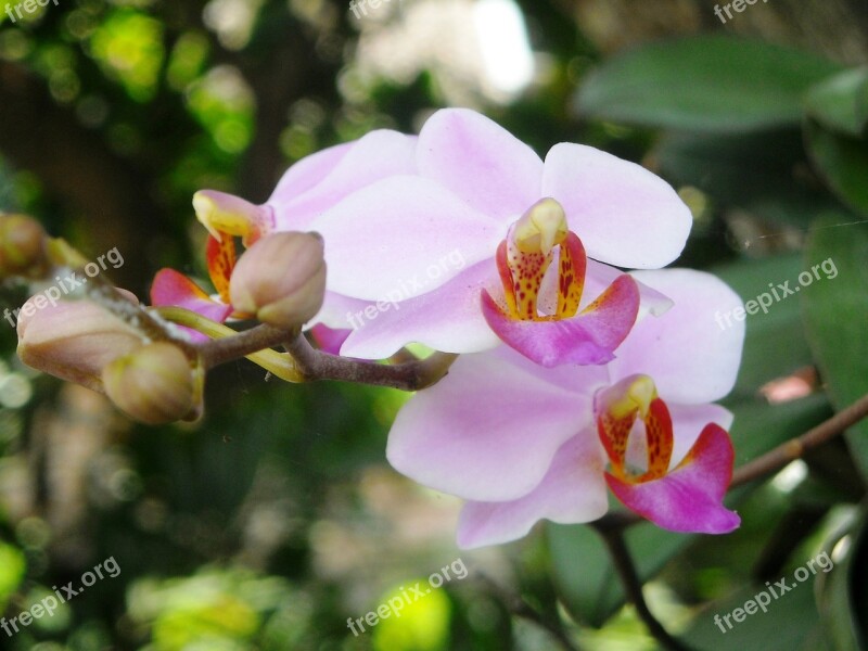 Flowers Orchid Purple Free Photos