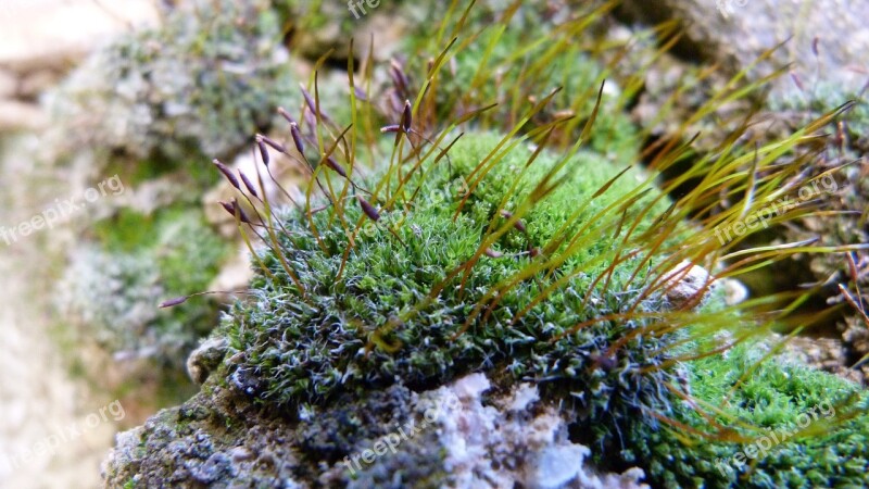 Foam Macro Nature Cushion Soft