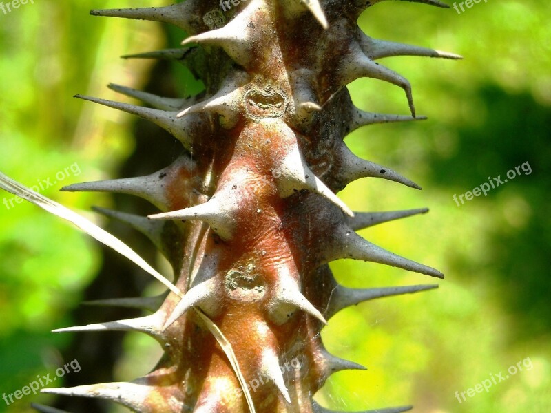 Thorn The Tree Plants Flowers Ephorbia