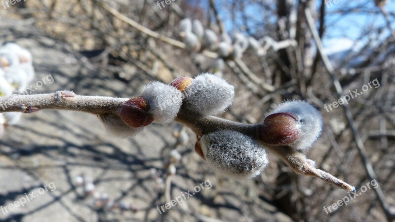 Buds Nature Macro Spring Branch