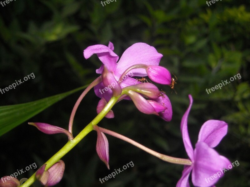 Flowers Orchid Purple Free Photos