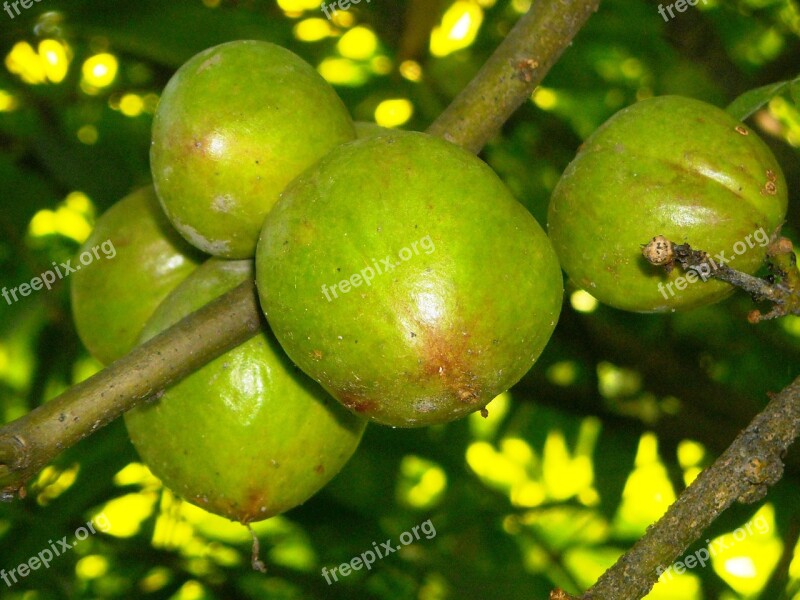 Fruit Benahong Green Plants Twig