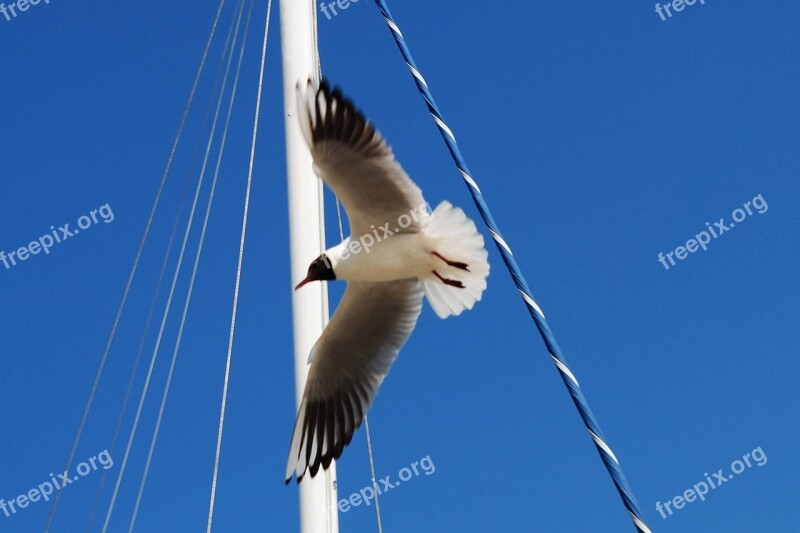 Seagull Sky Coast Free Photos