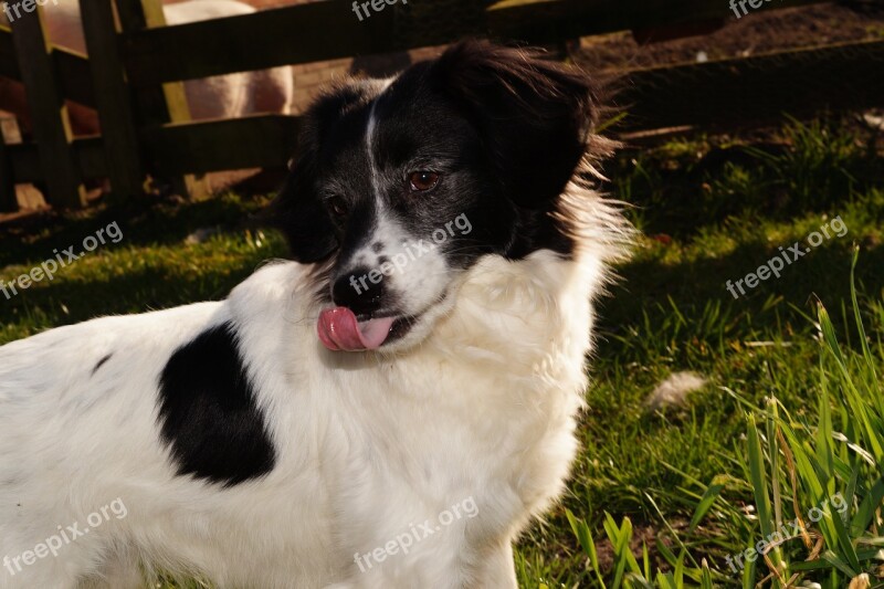 Dog Portrait Face Eyes Animal