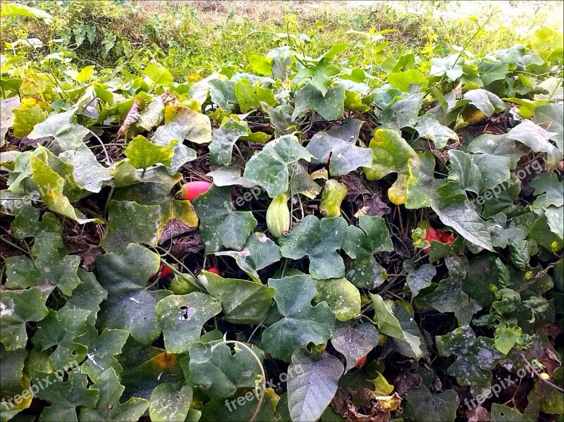 Garden Vegetable Fresh Cucumbers Green