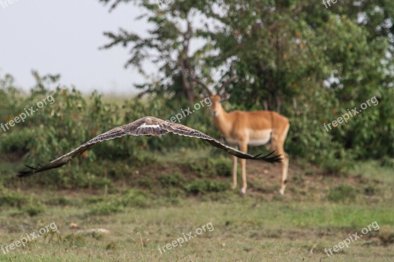 Bird Bird Of Prey Adler Buzzard Antelope