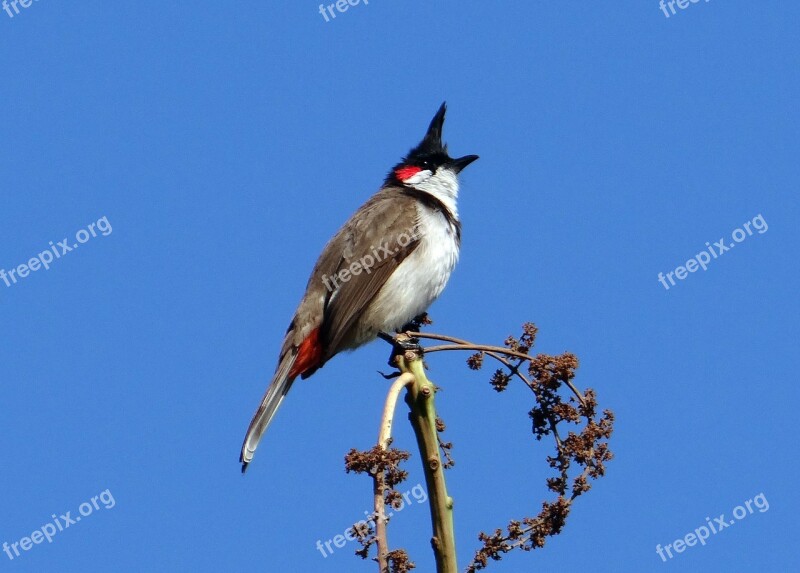 Red-whiskered Bulbul Bird Pycnonotus Jocosus Bulbul Sepoy Bulbul