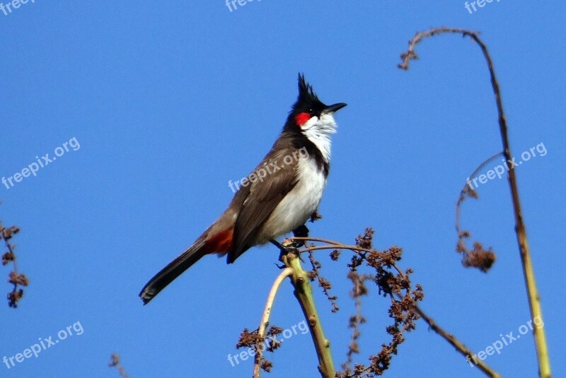 Red-whiskered Bulbul Bird Pycnonotus Jocosus Bulbul Sepoy Bulbul