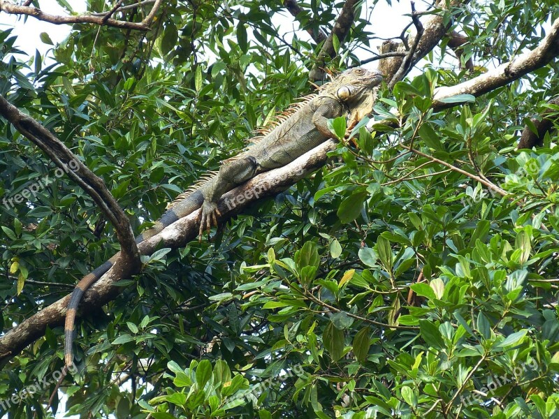 Iguana Claw Dragon Reptile Green