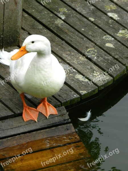 Duck Pond Nature Animals Waterfowl