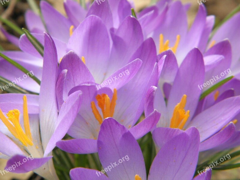 Crocus Purple Flowers Spring Bloom