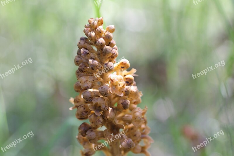 Wild Blossom Bloom Orchid Plant