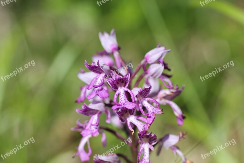 Helmet Orchid Flower Orchid Purple Free Photos