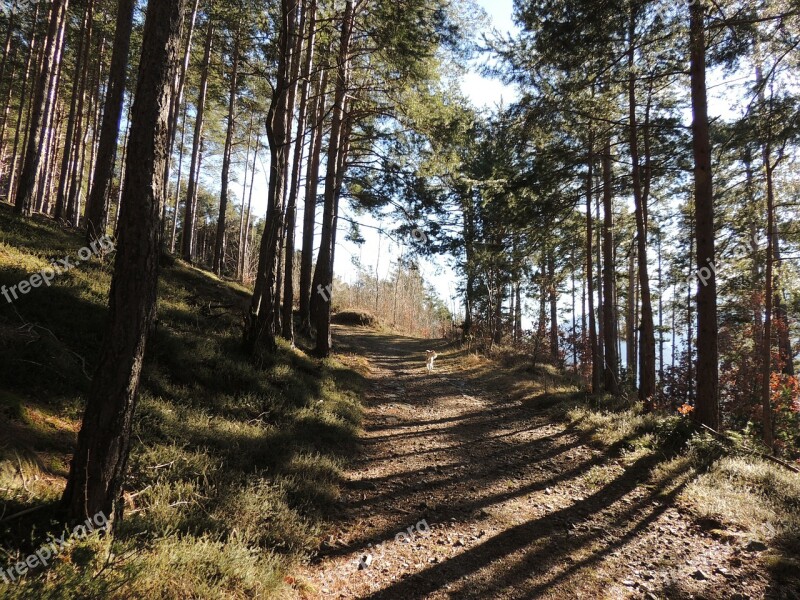 Away Forest Trees Spring Walk