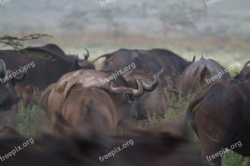 Water Buffalo Buffalo National Park Africa African Buffalo