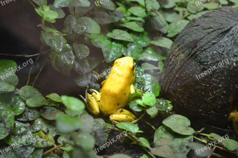 Golden Poison Frog Frog Phyllobates Terribilis Golden Dart Frog Yellow Poison Frog