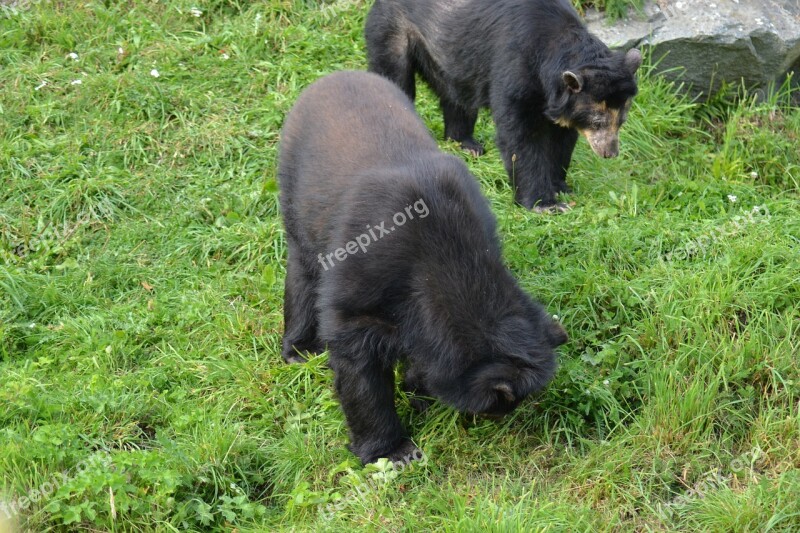 Spectacled Bear Andean Bear Tremarctos Ornatus Andean Short-faced Bear Jukumari