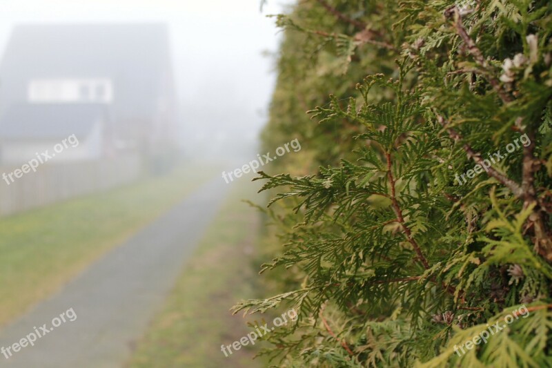 Hedge House Fog Away Free Photos