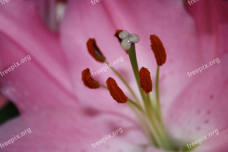 Pistil Pollen Macro Pink Close Up