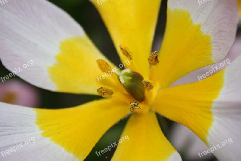 Pistil Blossom Bloom Pollen Flower